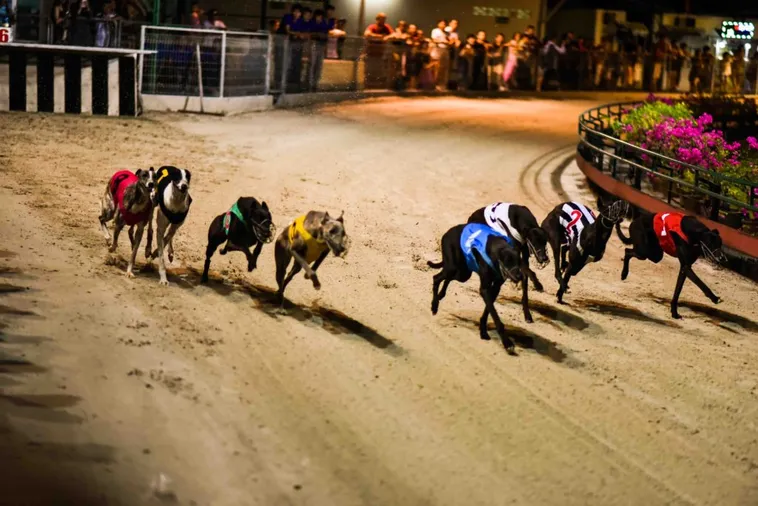 Chinh Phục Game Nhanh Đua Chó Tại Z8Bet Với Chiến Thuật Bất Bại