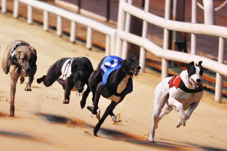 Chinh Phục Game Nhanh Đua Chó Tại Z8Bet Với Chiến Thuật Bất Bại