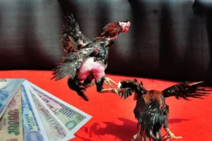 Học Ngay Cách Chơi Đá Gà Sabong Tại Z8Bet Để Hốt Bạc Mỗi Ngày